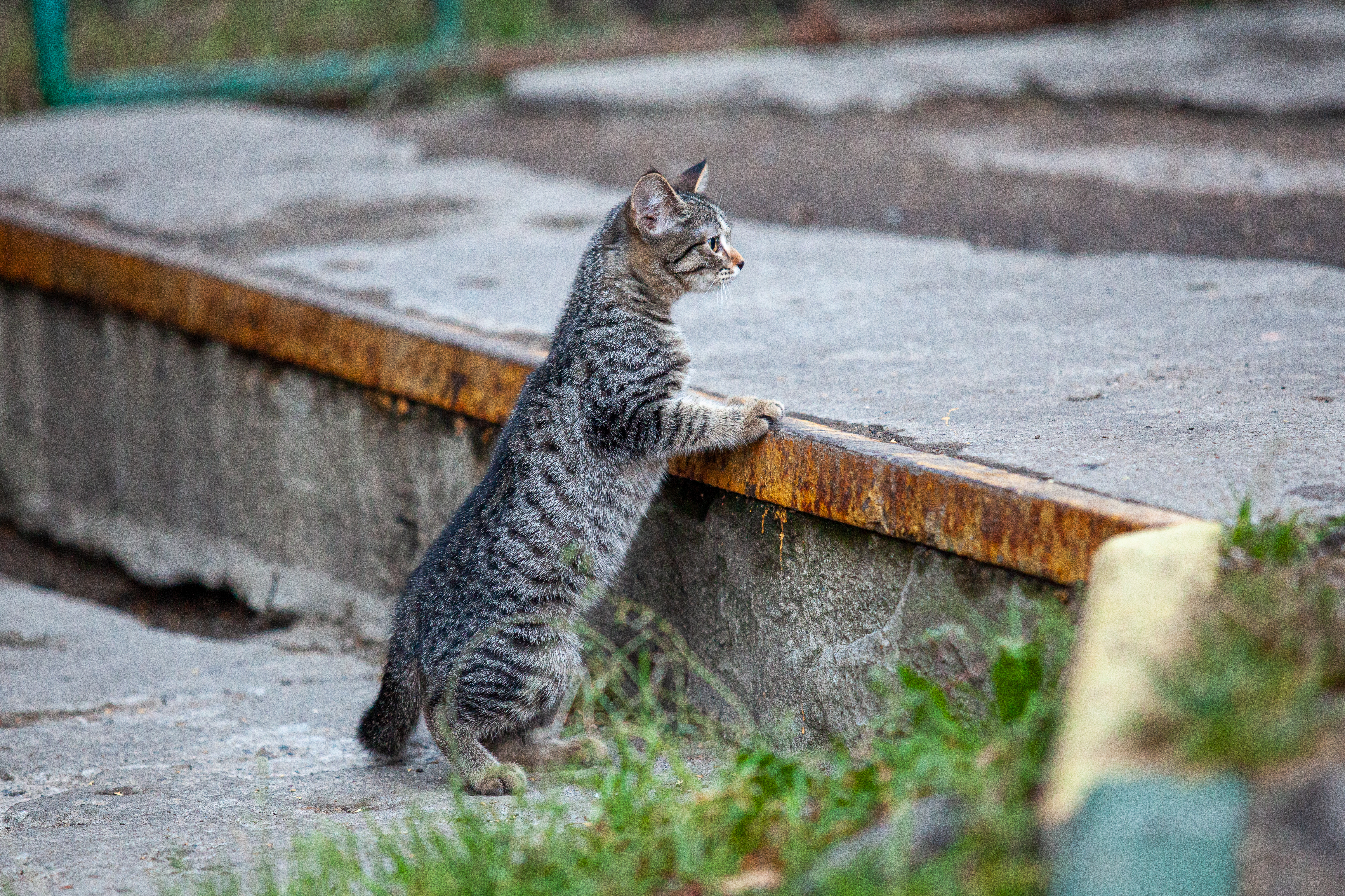 Коты нижний. Город кошек в России. Кошачий город в России. Российский город кошек. Город котов в России.